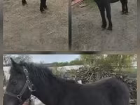 Horse (M), Horses — photo 1