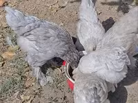 Brahma — Foto 4