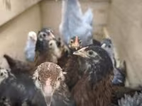Chickens — zdjęcie 1