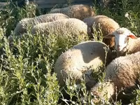 Ovan, Merino sheep — fotografija 1
