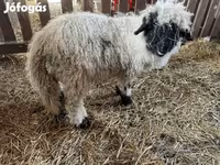 كبش, Wallis Country sheep — الصورة 2