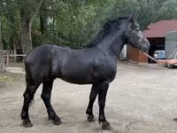 Айғыр, Friesian — 1-сурет
