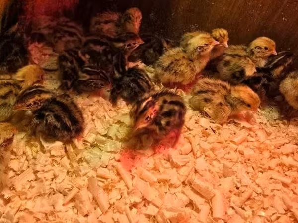 Quails — Węgry