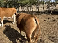 公牛, Limousin cow — 照片 5
