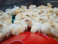 Chickens — Foto 2