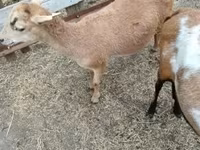 Brebis, Cameroon sheep — photo 4