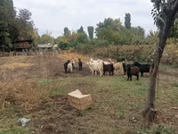 Cabra, Alpine goat — foto 3
