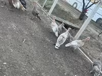 Turkeys — fotografija 3