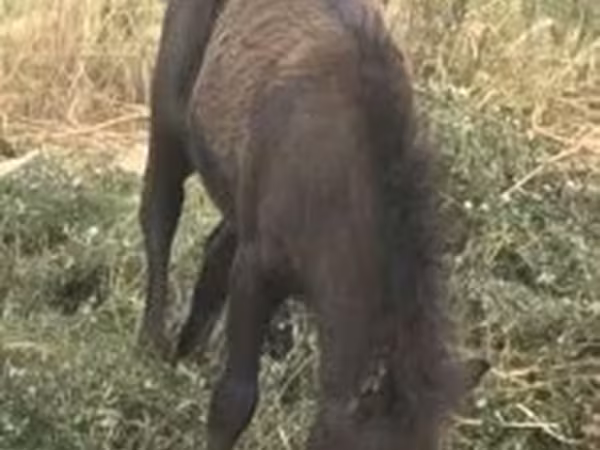Yegua, Caballos