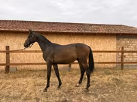 At, Hungarian horse breed — foto 2