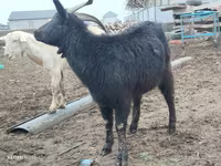 Коза, Saanen goat — фото 6