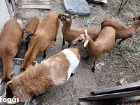 公羊, Cameroon sheep — 照片 2