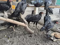 Chickens — fotografija 2