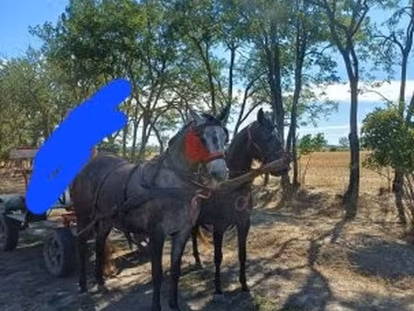 घोड़ी, घोड़े