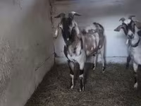 बकरा, Nubian Goat — फ़ोटो 1
