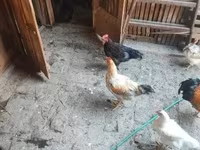 Chickens — Foto 6