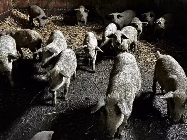 Knur,  — Węgry