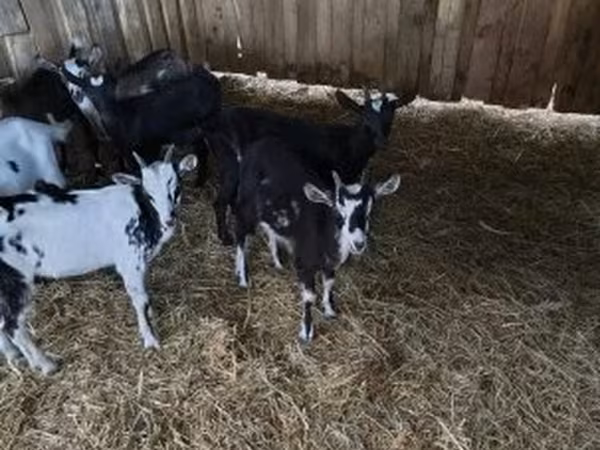 公山羊, Goats