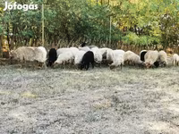 Ovca, Racka sheep — fotografija 1