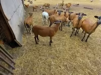 公羊, Cameroon sheep — 照片 2