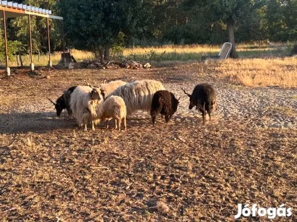 Baran, Racka sheep — Węgry