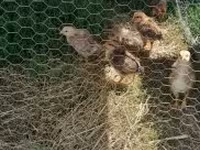 Chickens — 照片 1