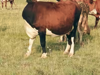 Vaca, Hereford — foto 1