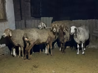雌羊, Arashan sheep — 写真 6