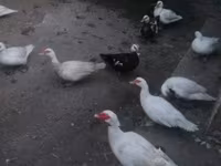 Ducks — zdjęcie 4