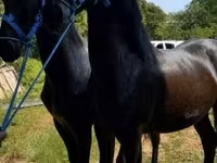 Caballo, Friesian — foto 5