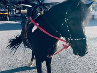 Hengst, Shetland Pony — Foto 6