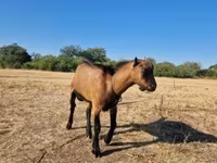 Cabro, Cabras — foto 2