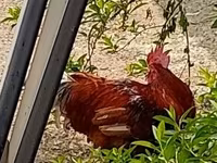 Chickens — الصورة 1