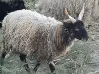 Carneiro, Racka sheep — foto 1