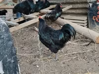 Chickens — 3-сурет