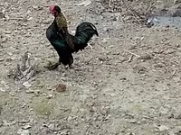 Japanski bantam — fotografija 3