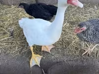 Ducks — Foto 2