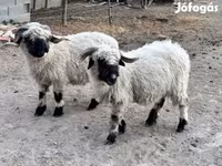 母羊, Valais Blacknose sheep — 照片 2