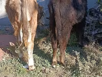 Touro, Simmental cattle — foto 8