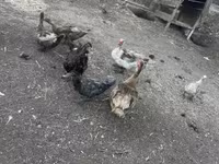 Ducks — foto 4
