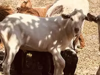 Kozioł, Alpine goat — zdjęcie 5