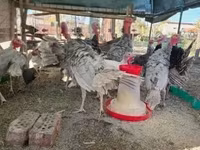 Turkeys — zdjęcie 1