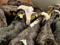 Bovinos (lote, sexo no especificado), Simmental cattle — foto 5