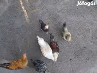 Bantam japonesa — foto 3
