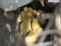 Ducks — الصورة 3