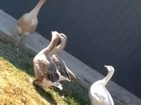 Geese — foto 1