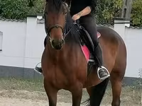Kobyła, Hungarian horse breed — zdjęcie 1