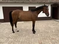 घोड़ा, Hungarian horse breed — फ़ोटो 2