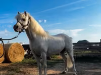 公马, Horses — 照片 1