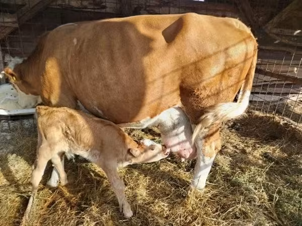 सांड, लिमोज़िन गाय